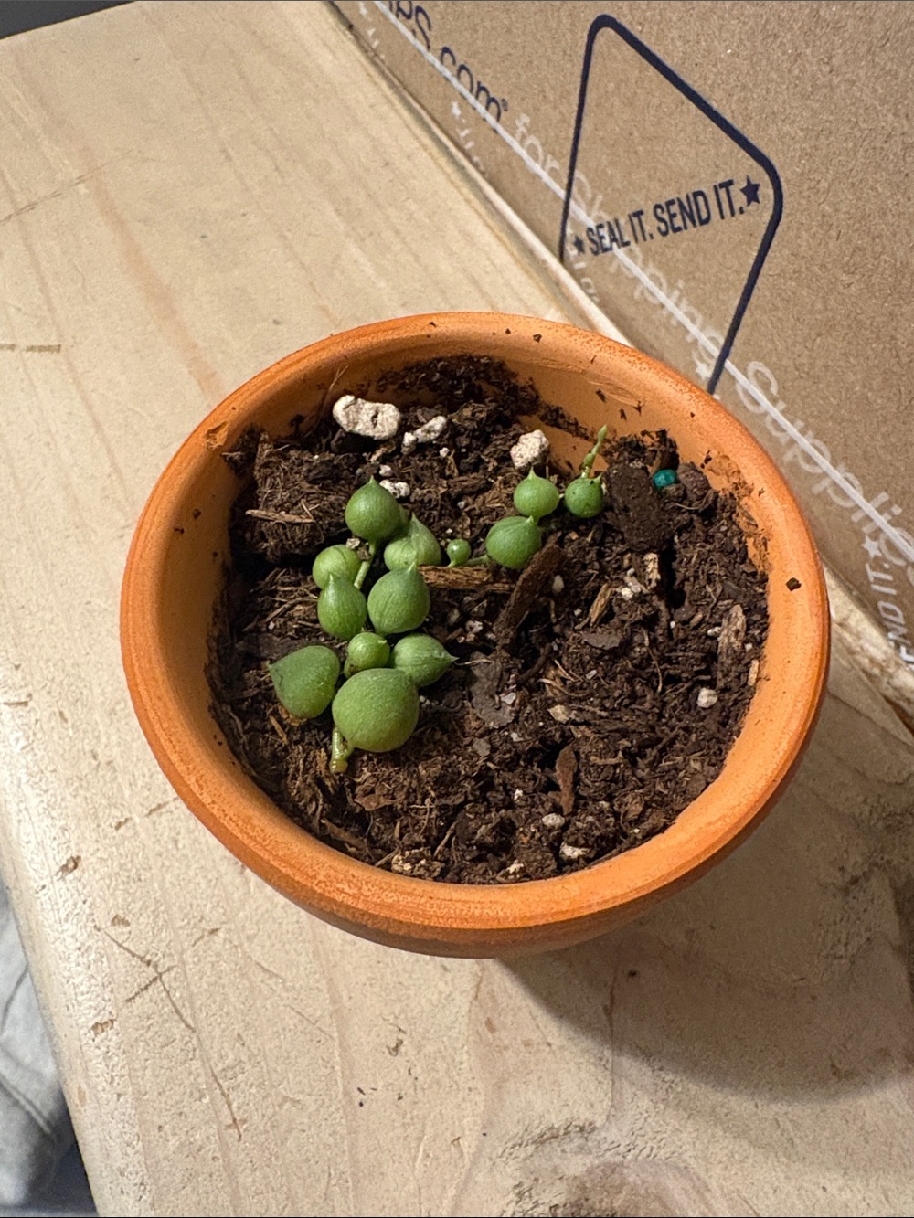String of Pearls live starter plant.